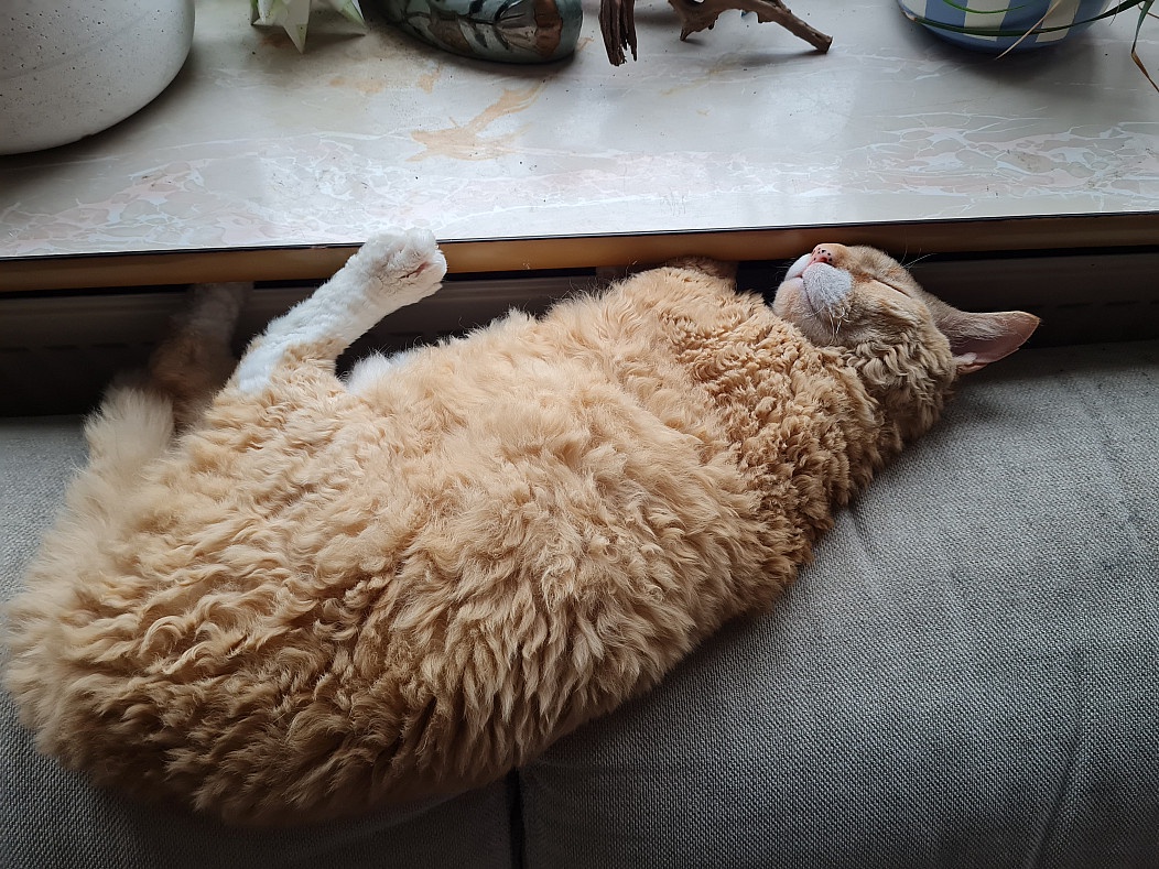 It seems today is officially 'Orange Cat Day,' so here's my stunning contribution!