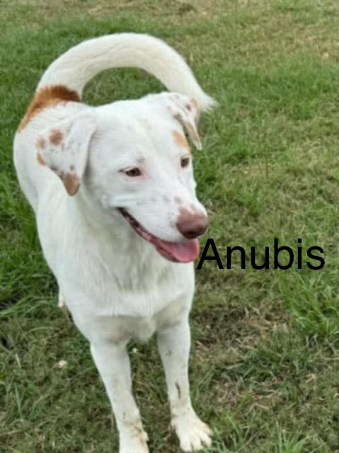 The Mysterious Anubis Awaits