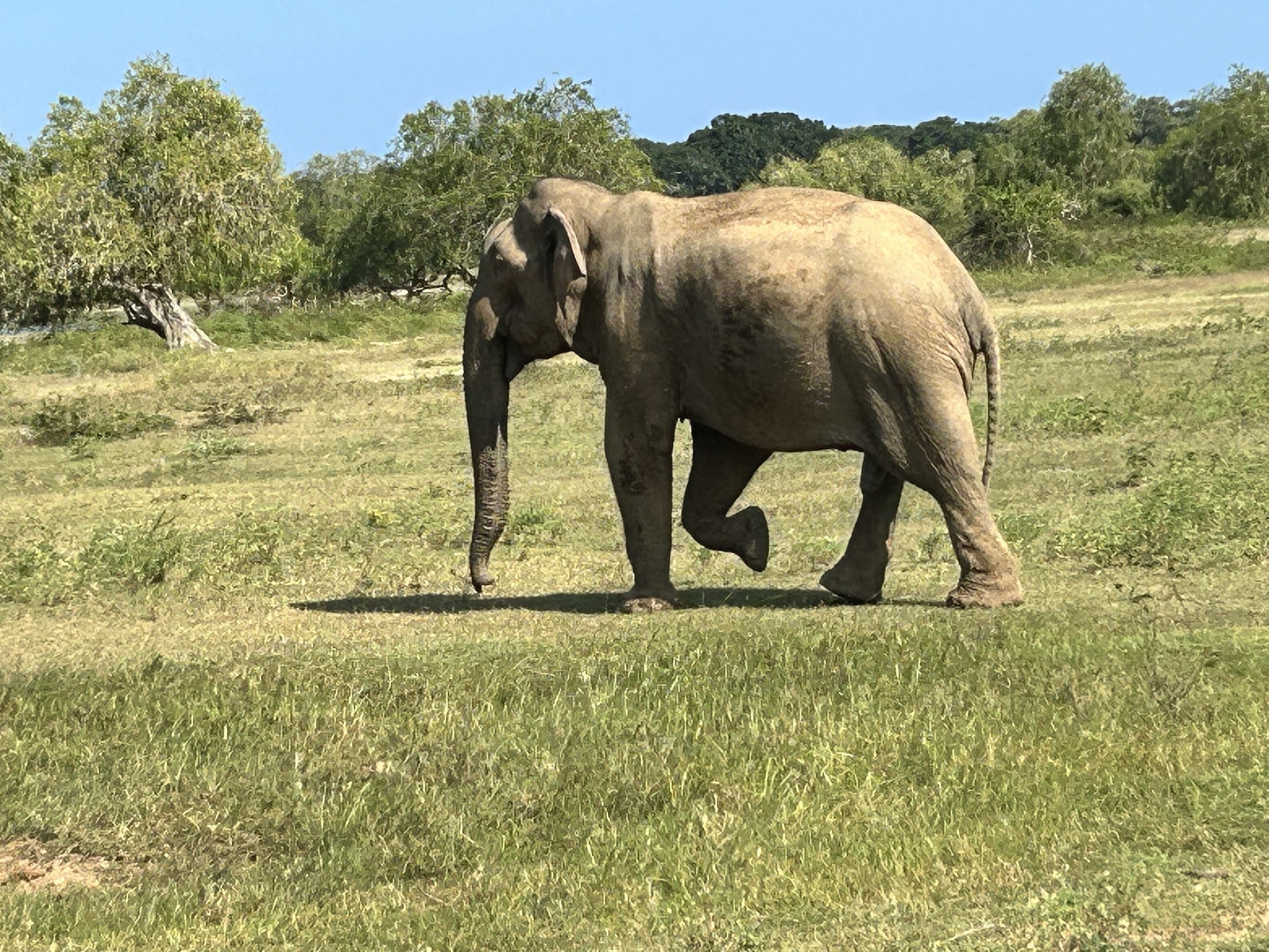 Majestic Asiatic Elephant in Its Natural Habitat