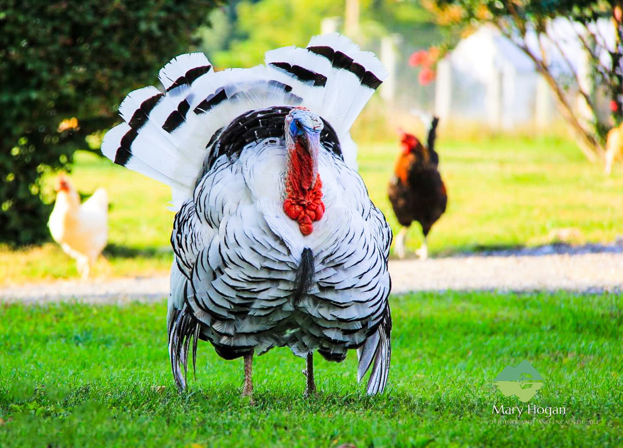 The Majestic Turkey: A Thanksgiving Favorite