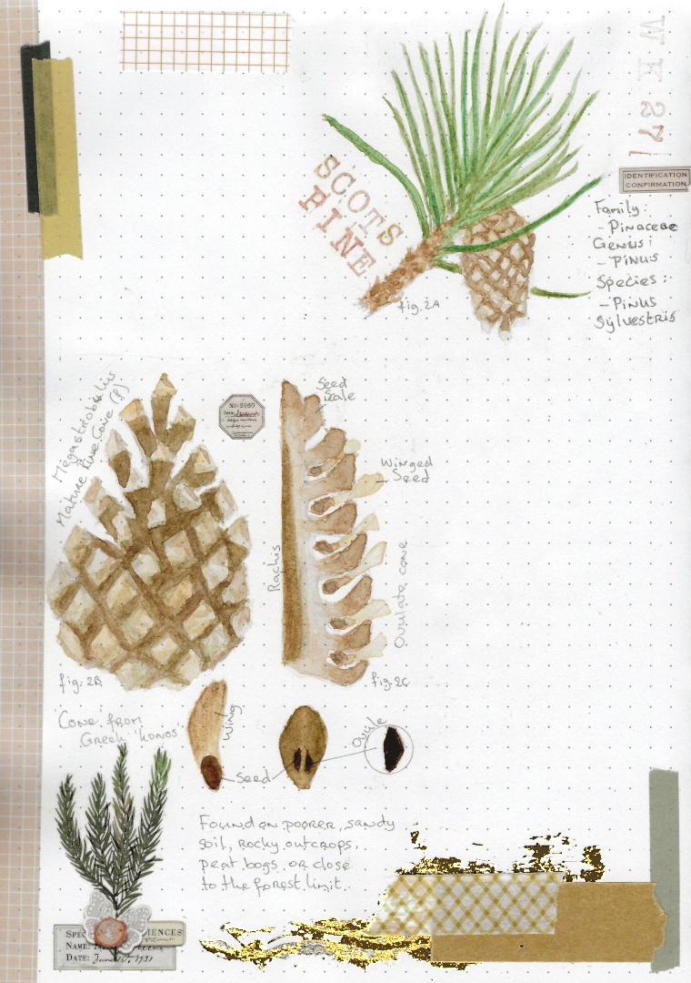 Check out my watercolor painting skills!