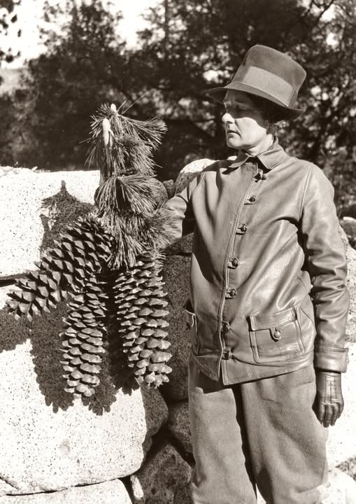 Marvel at the Splendor of the Sugar Pine and its Enormous Pinecones!
