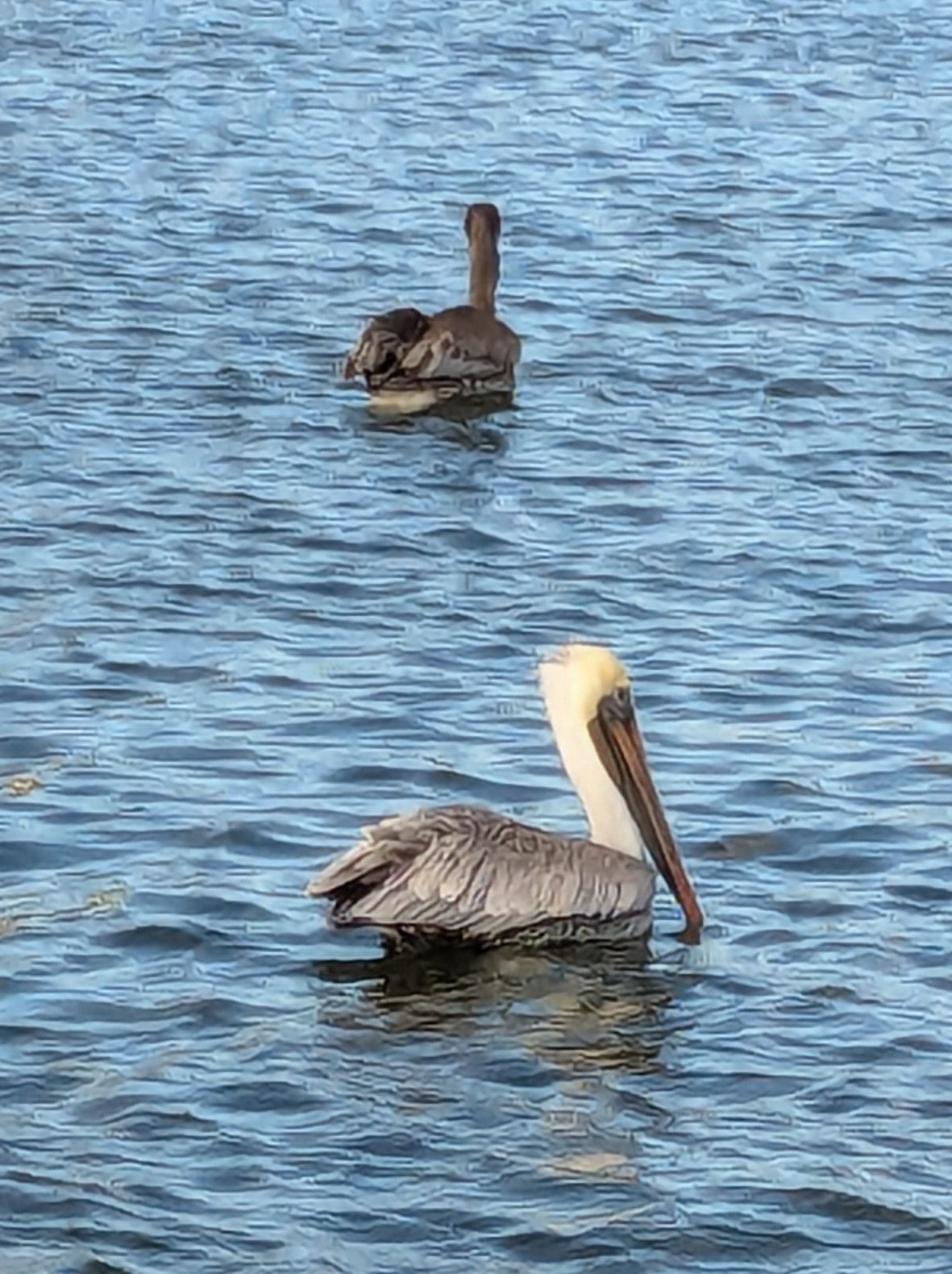 Celebrating Our Beloved Brown Pelicans in Coastal South Texas