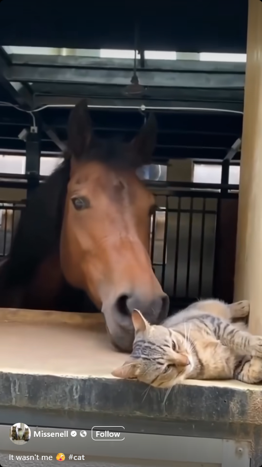 Horse Around and Discover the Consequences!