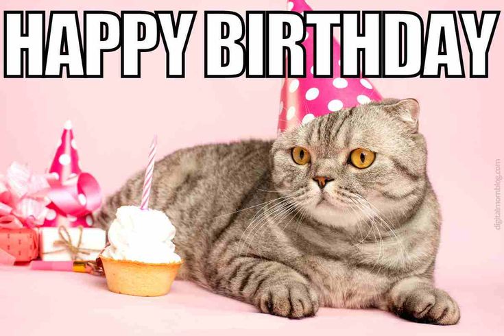 Happy Birthday to the Feline Superstar!