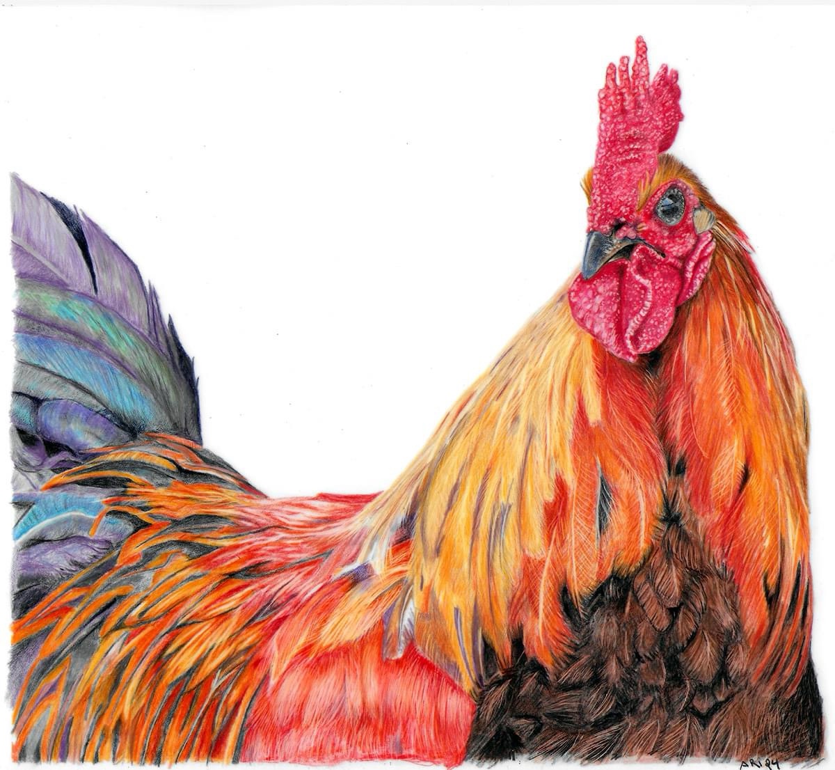 The Majestic Rooster in All Its Glory
