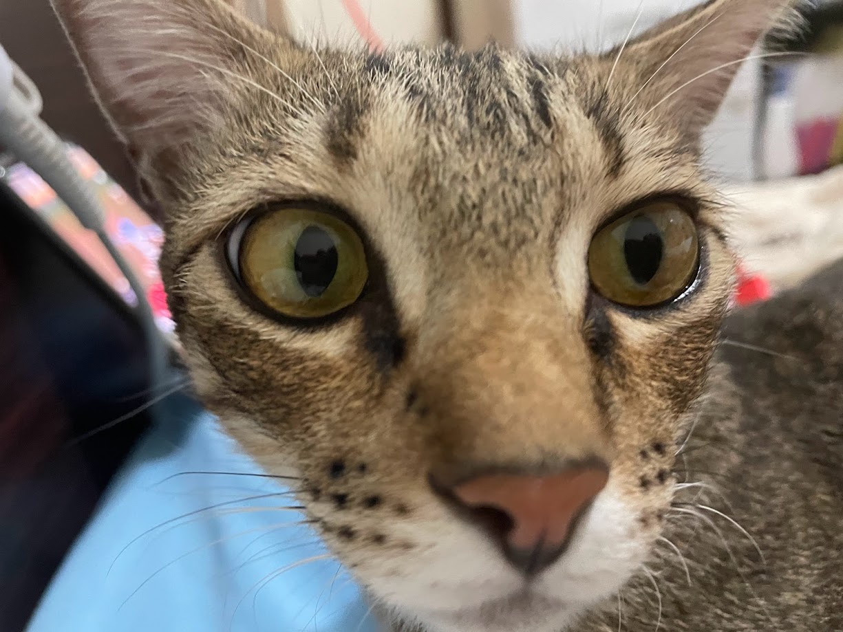 More cat cuteness