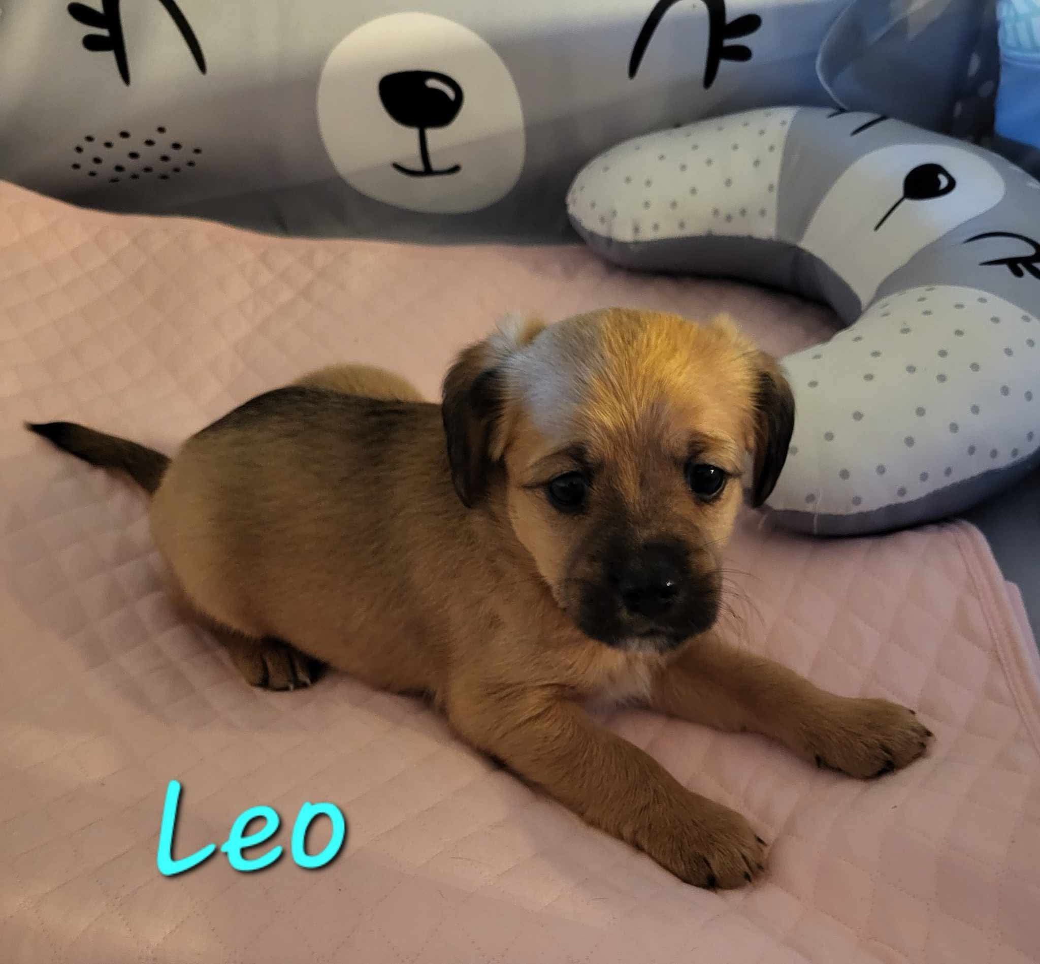 Introducing Leo, the star of the show!