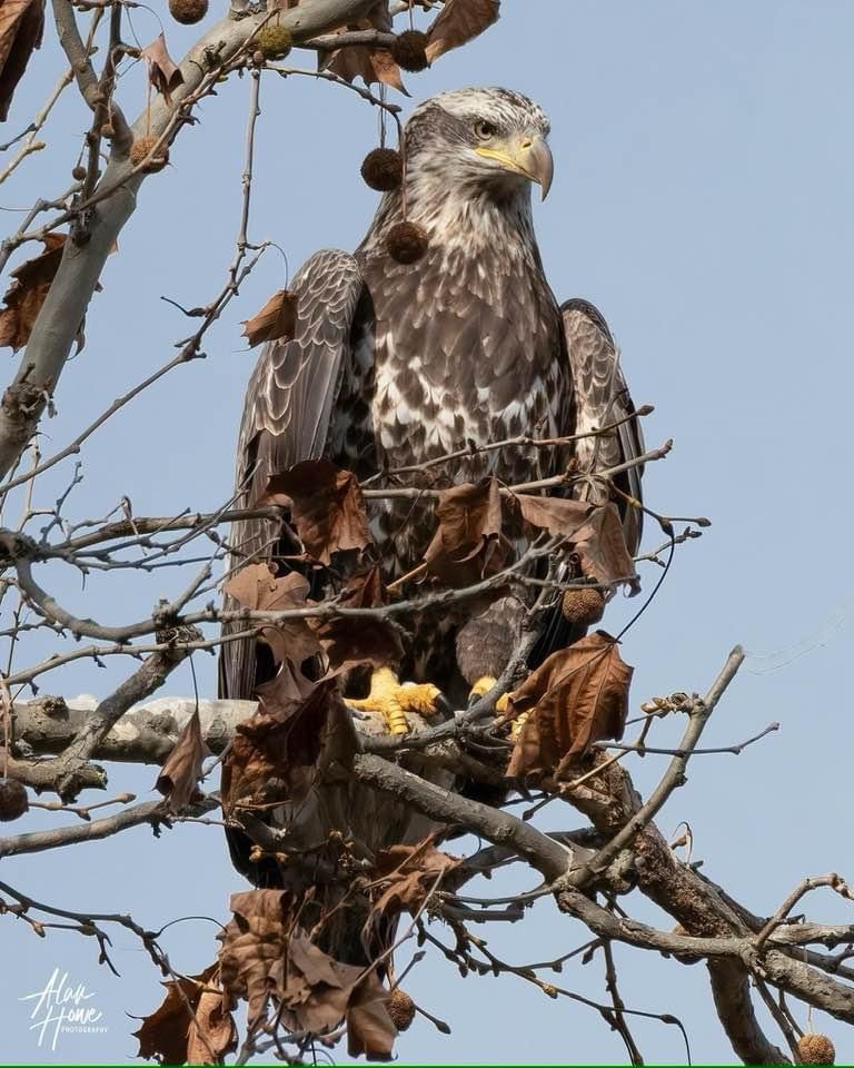 Majestic Eagle in Flight