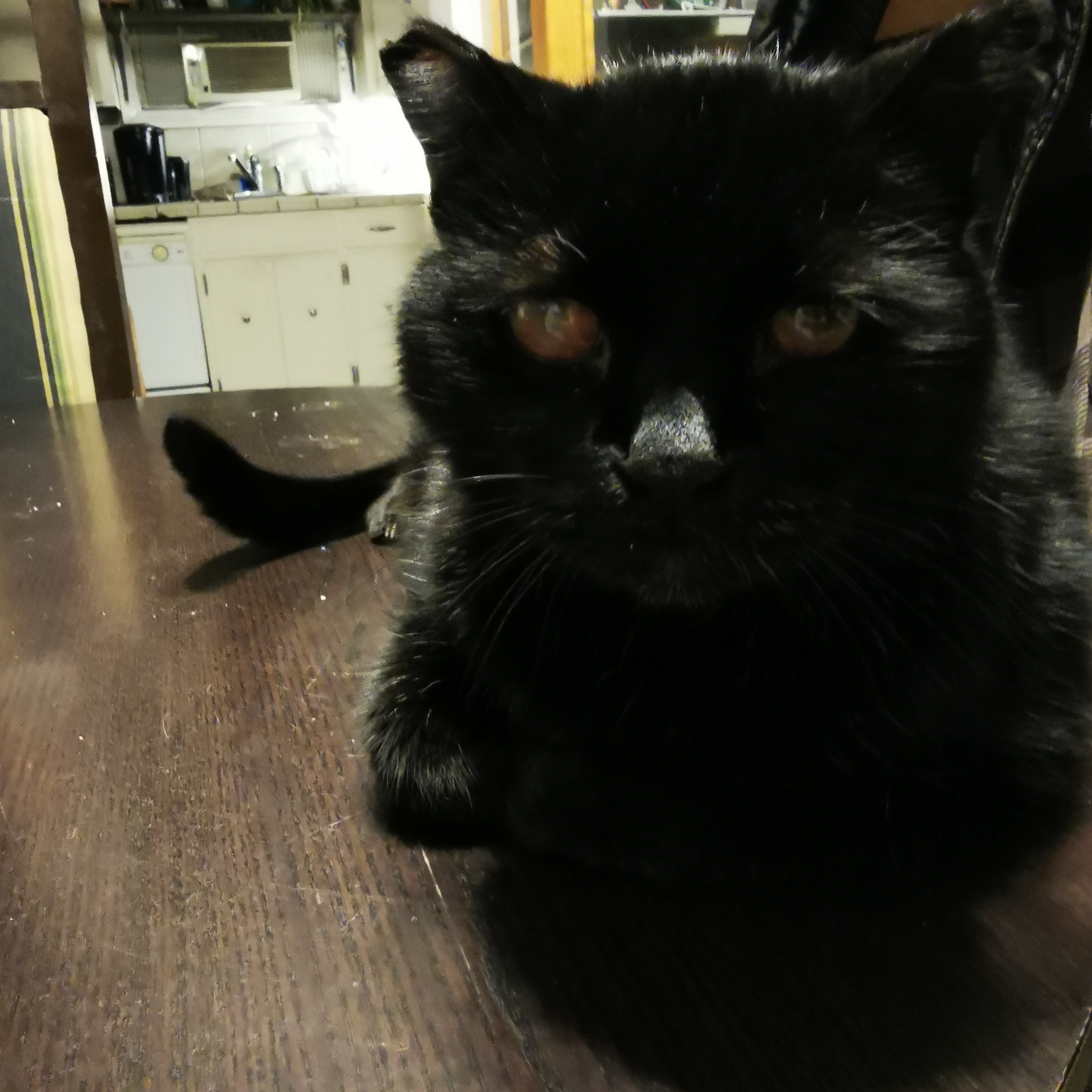 The captivating gaze of Bean's eyes