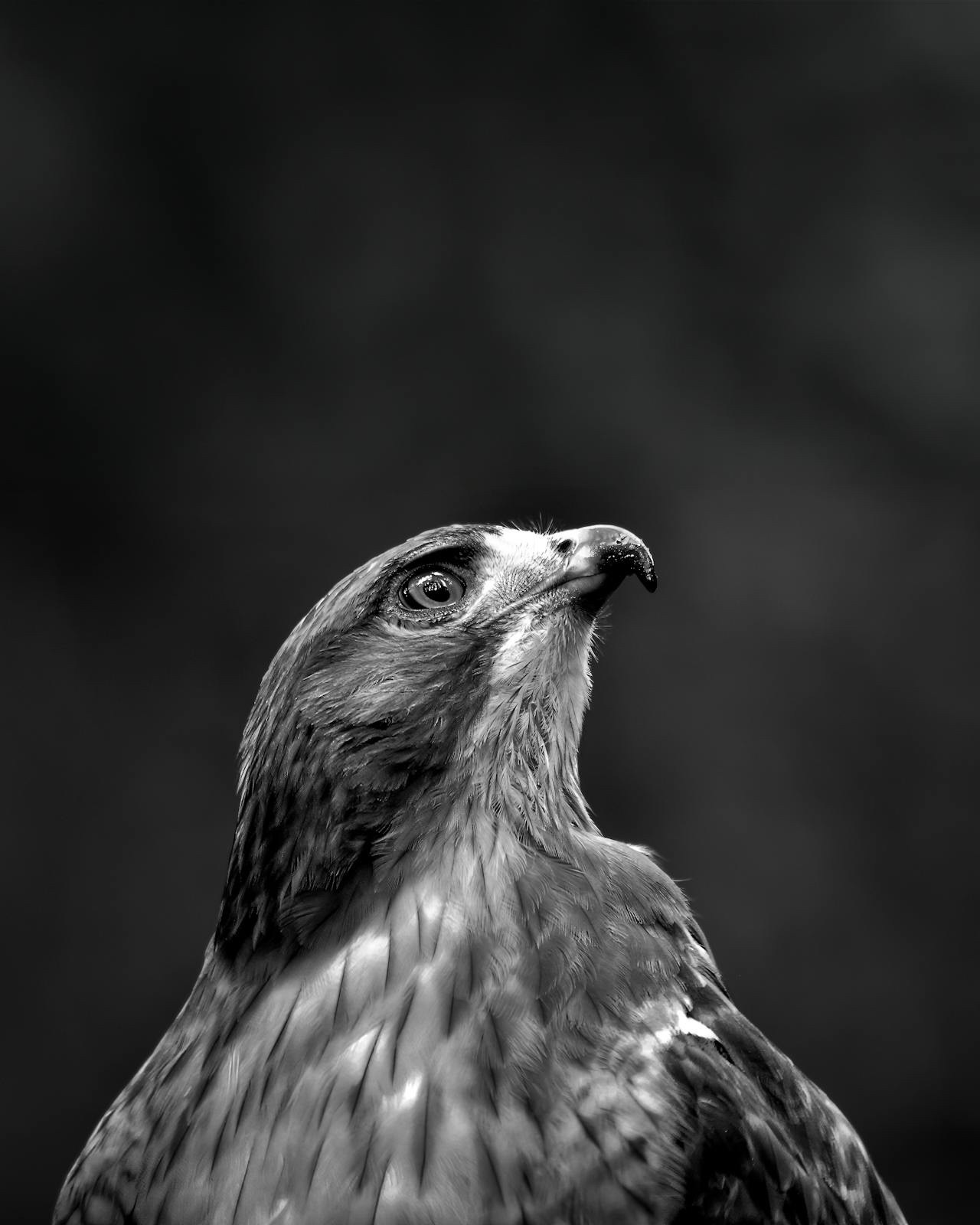 Let’s talk about the incredible raptors!
