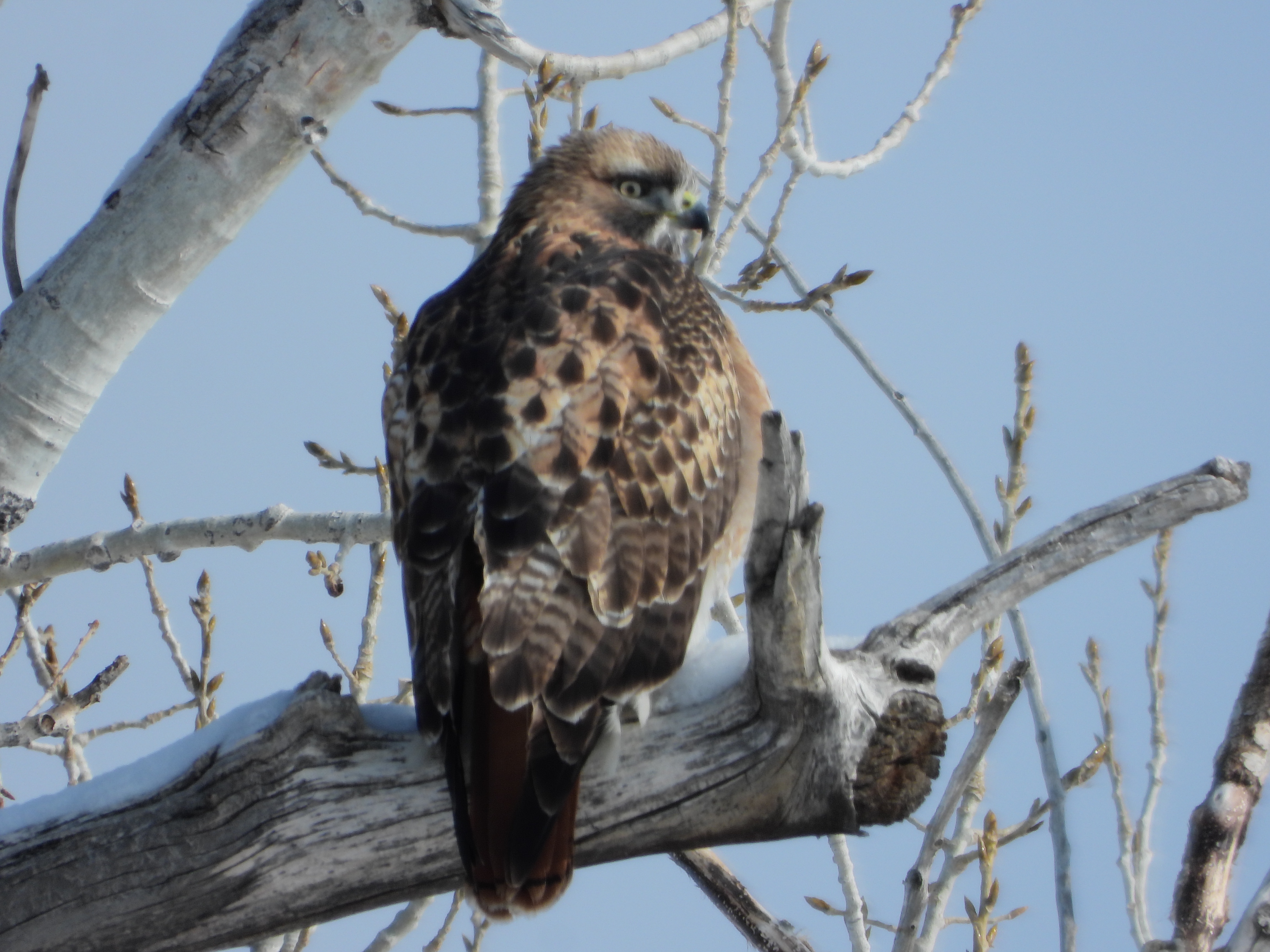 A wild mix of creatures: Hawk, Deer, Buffalo, Prairie Dog, Turkey, and Eagle