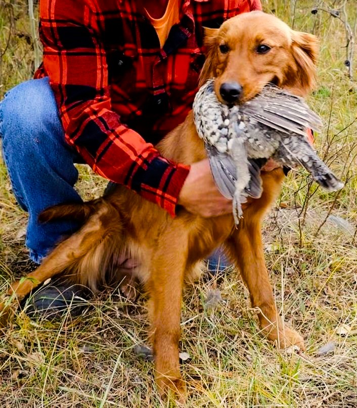 Meet Luna: The Adorable Golden Retriever from Lish Kennels