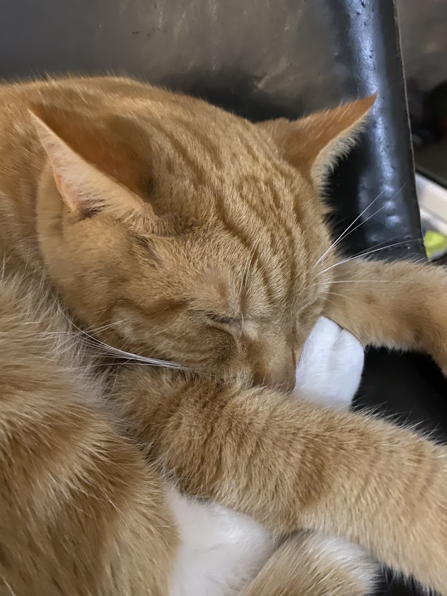 Biscuit's Daily Dose of Cuteness