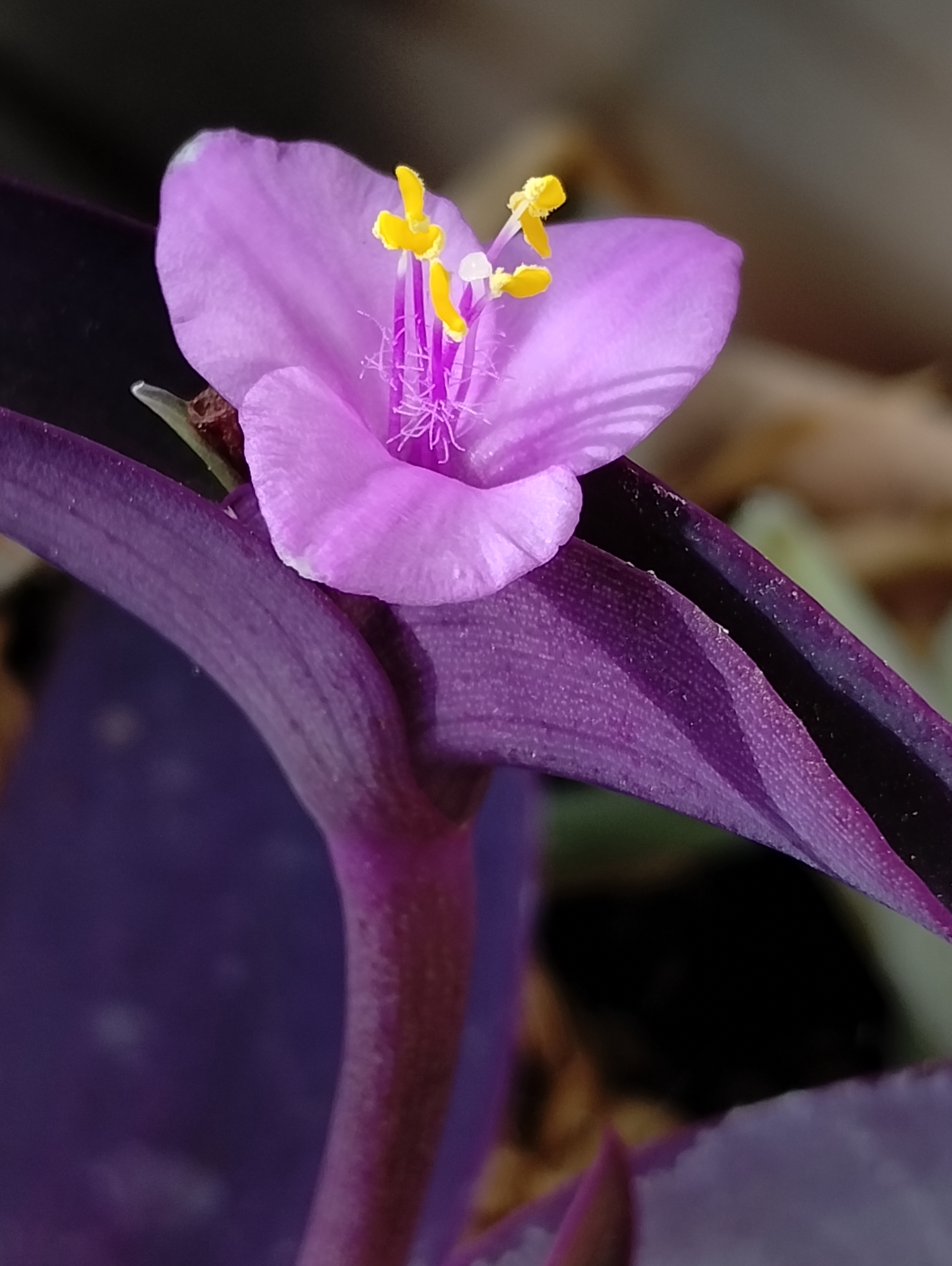 In full bloom.