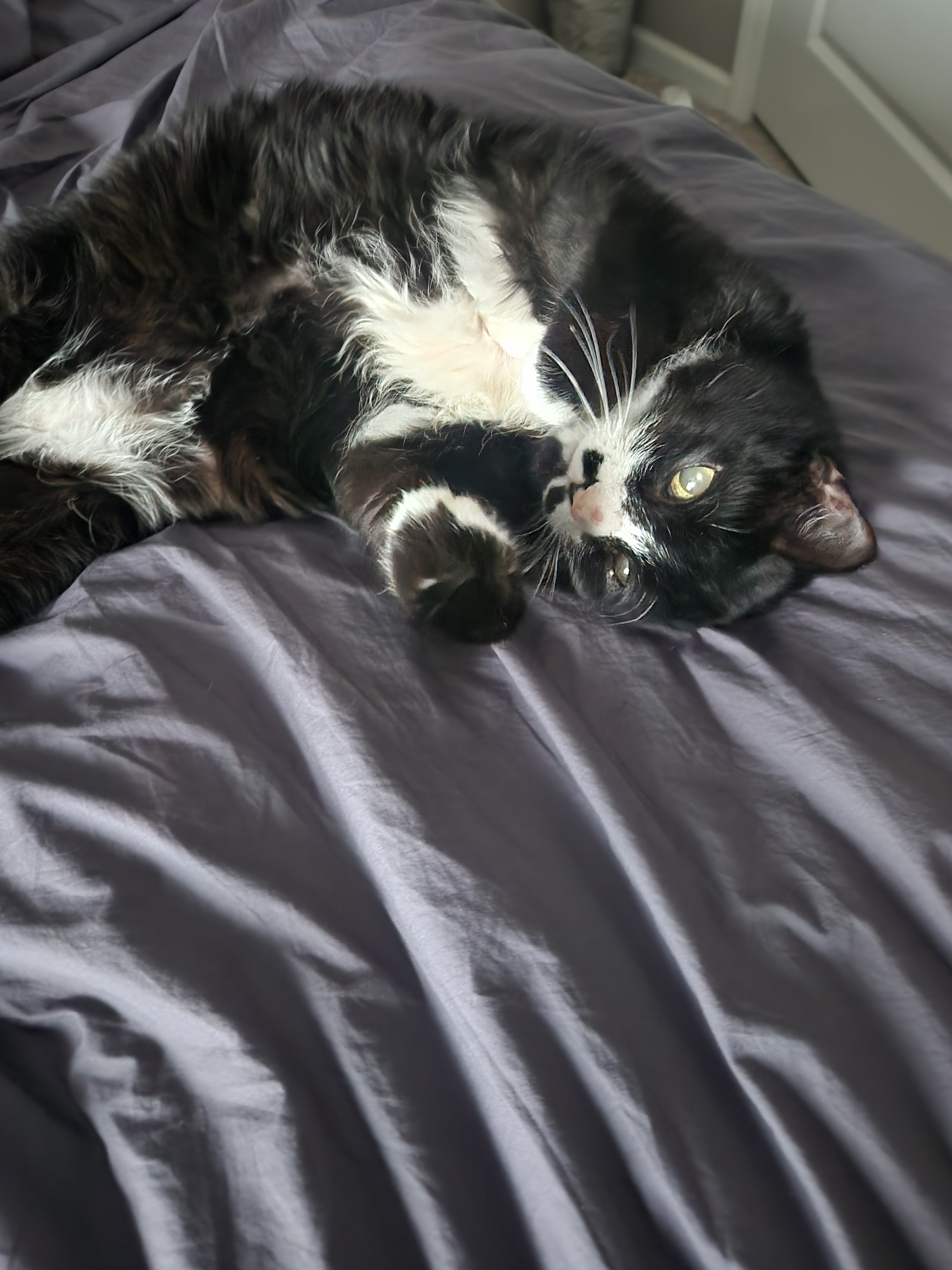 Celebrating Caturday with George the cat!