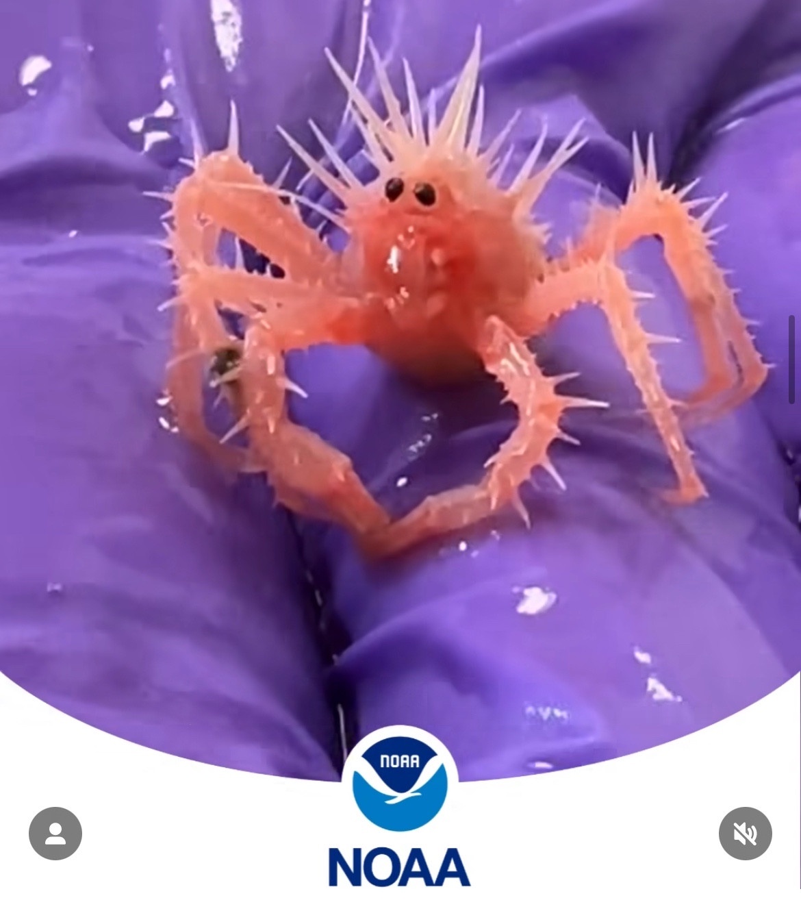 Meet the Tiny Crab Discovered by NOAA