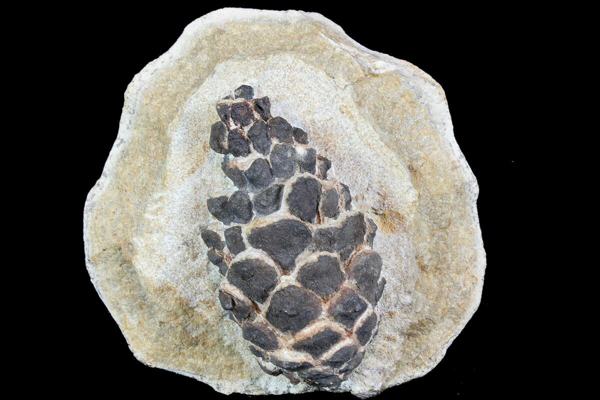 Discovering a 20 Million-Year-Old Fossilized Pine Cone