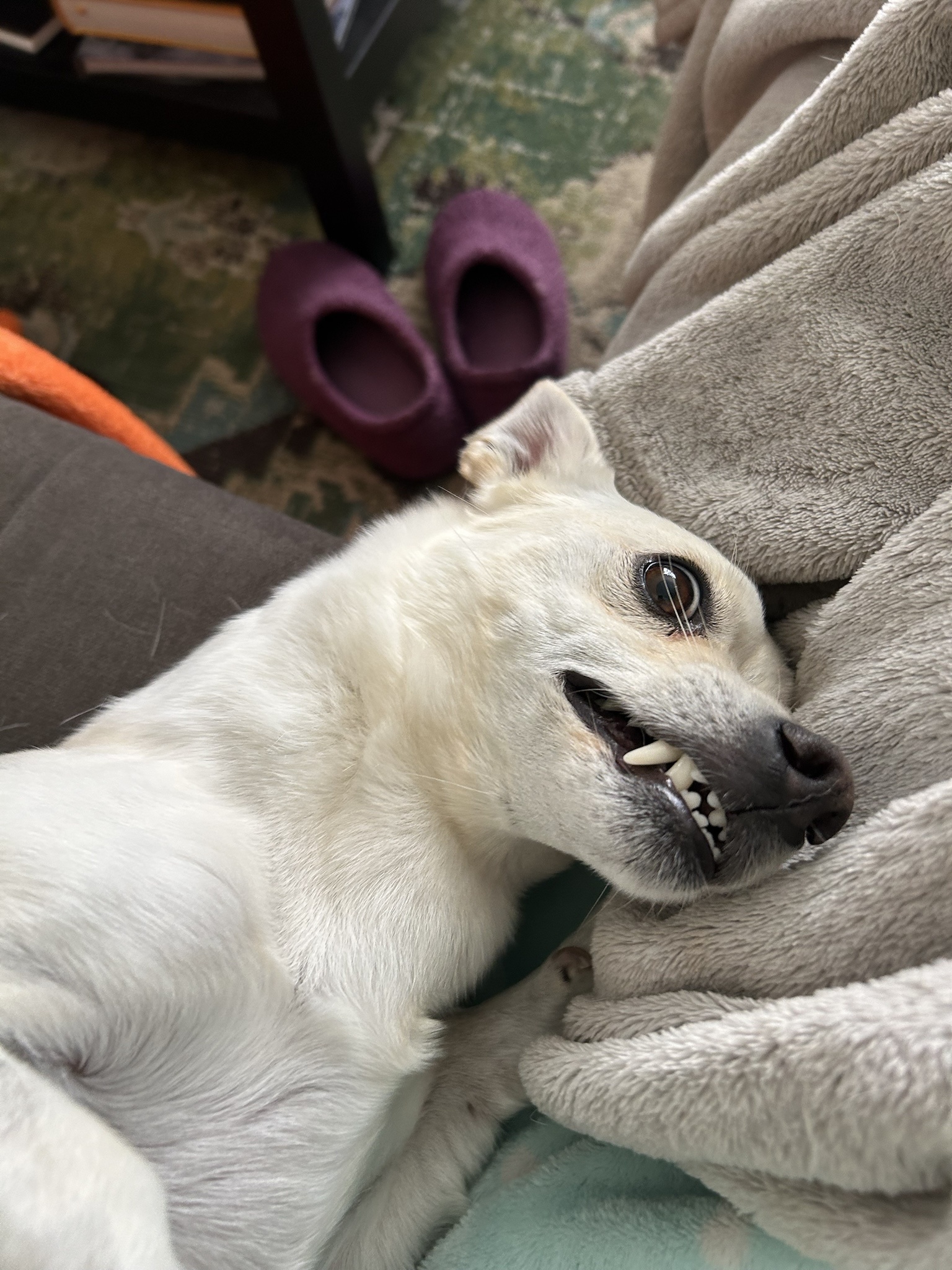 Meet T-Bone, the Adorable Chiweenie-Poo