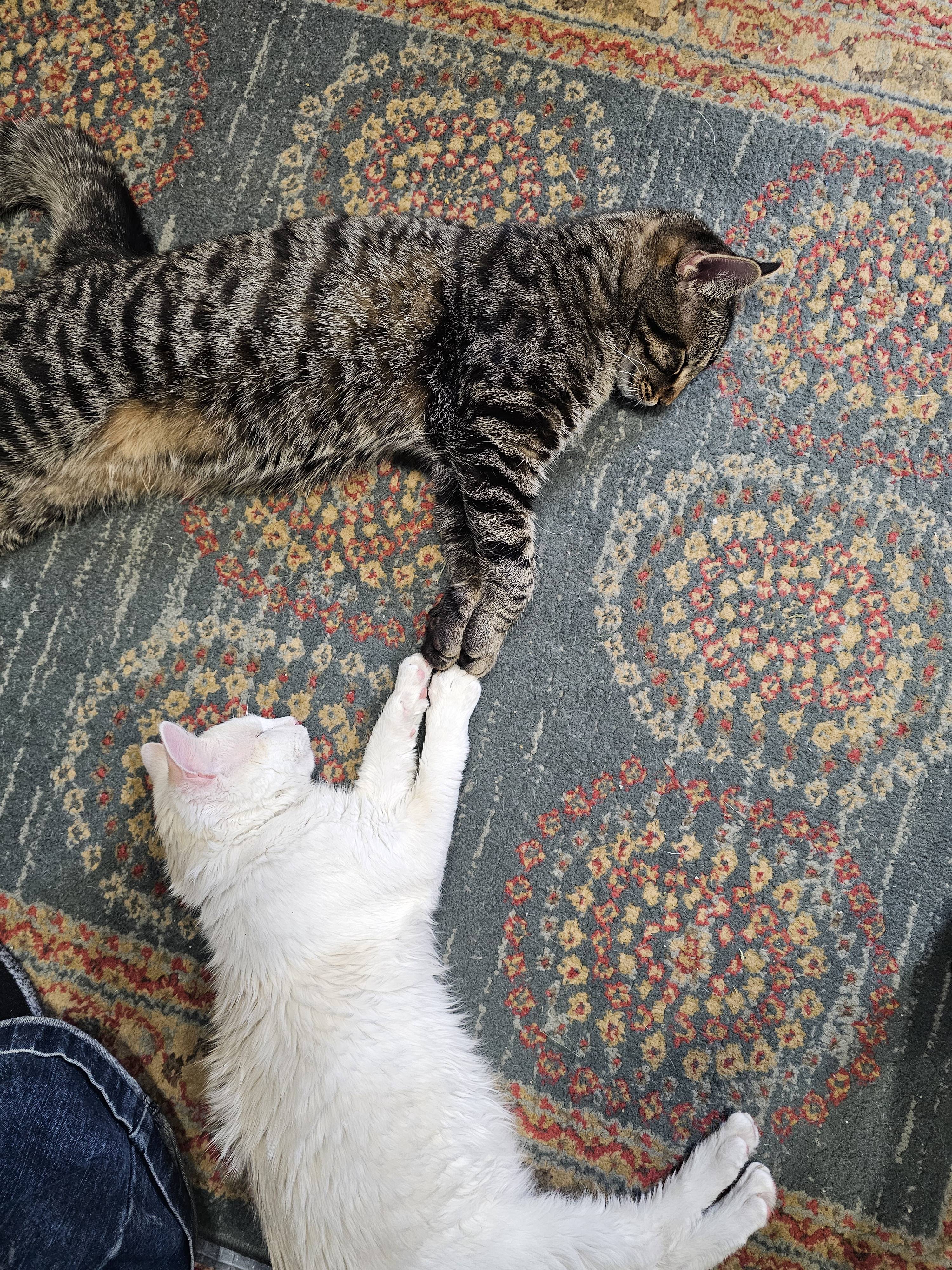 Meow-chaelangelo: The Artistic Cat