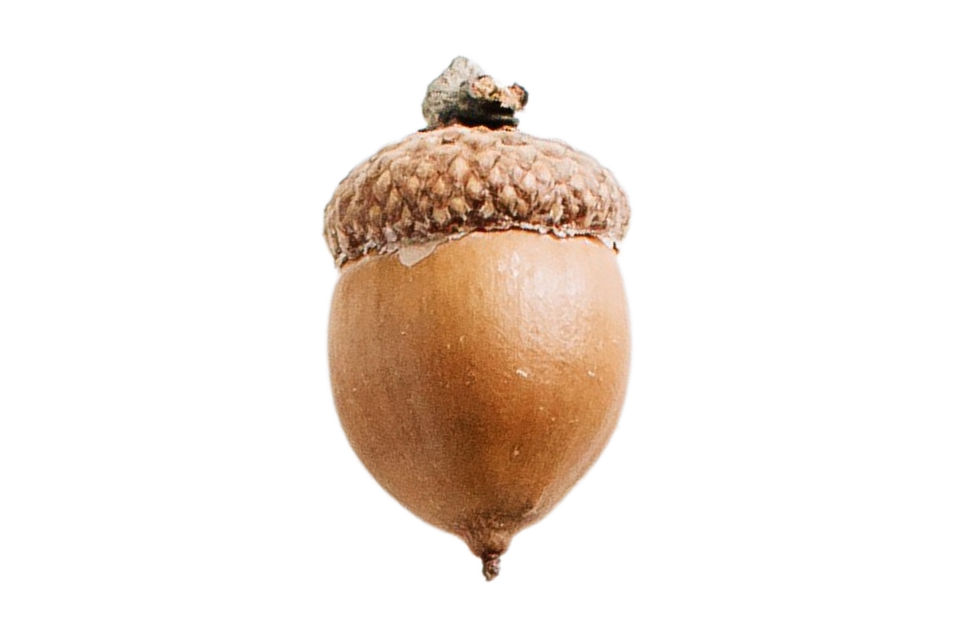 The Mighty ACORN: Nature's Resilient Seed