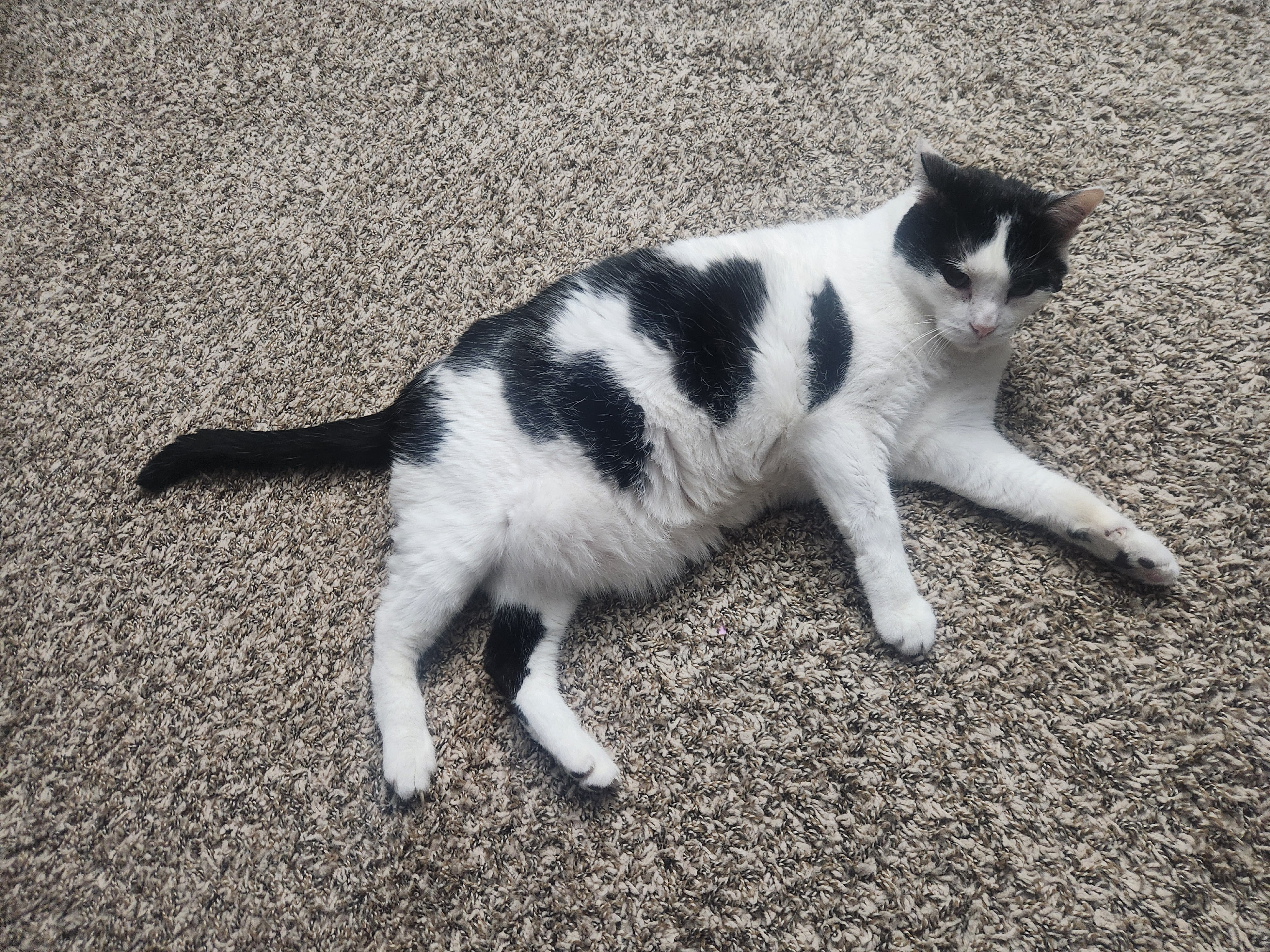 Caturday Cheers from My Chunky Furball!