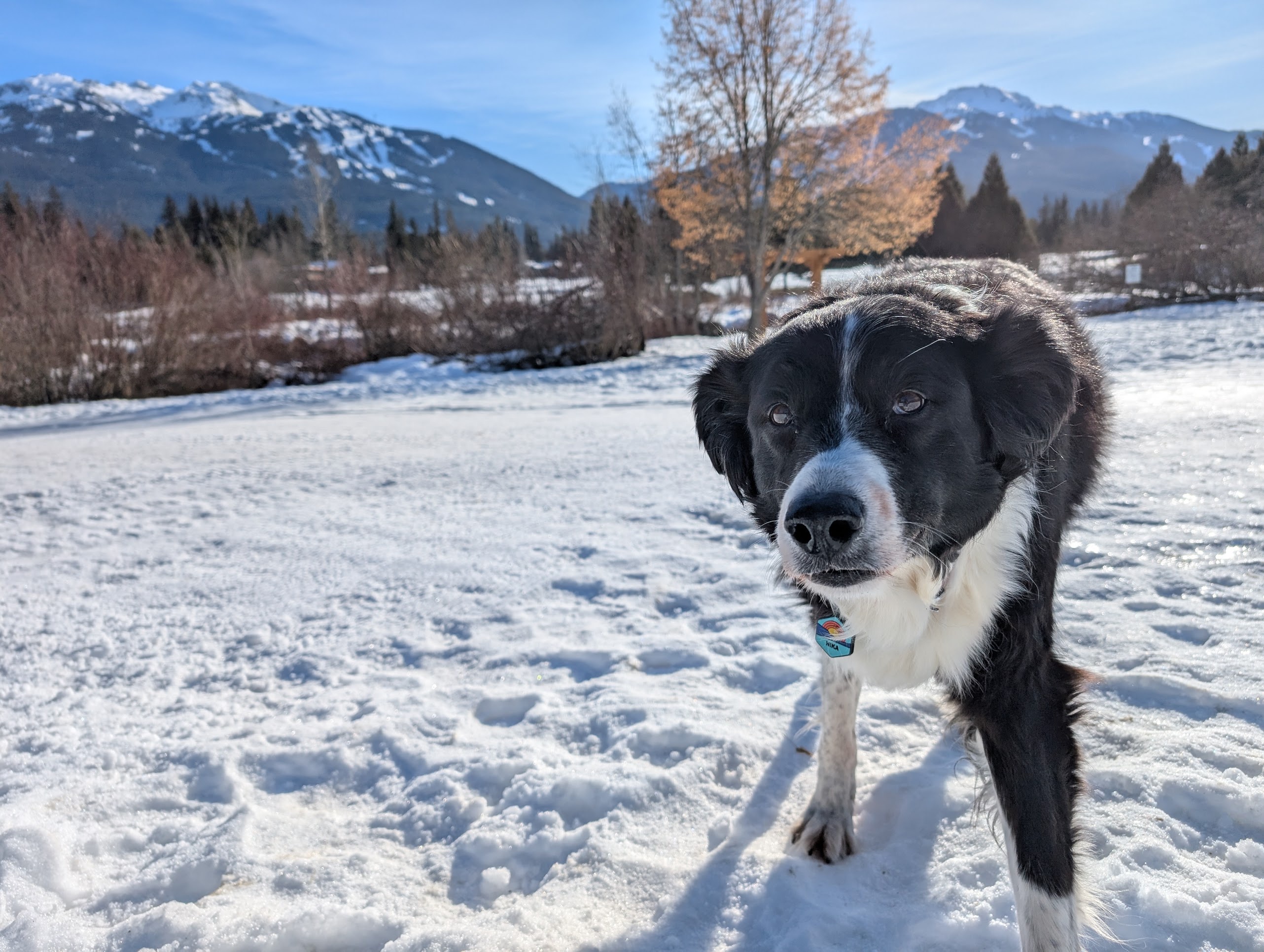 A Dog's Photo Shoot: A Heartwarming Tale in Three Acts