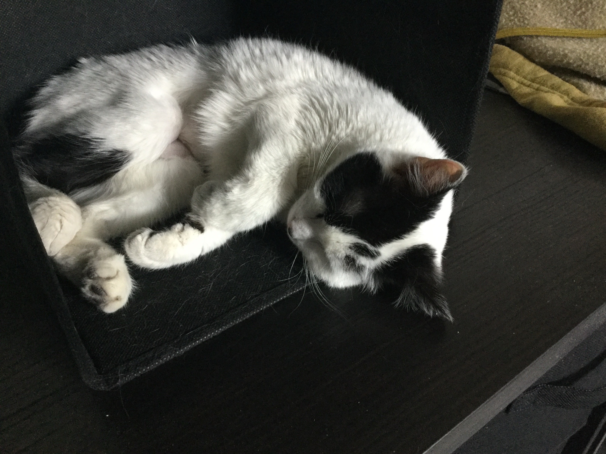 Celebrating Caturday with some adorable snapshots of my sweet old lady Bauer.