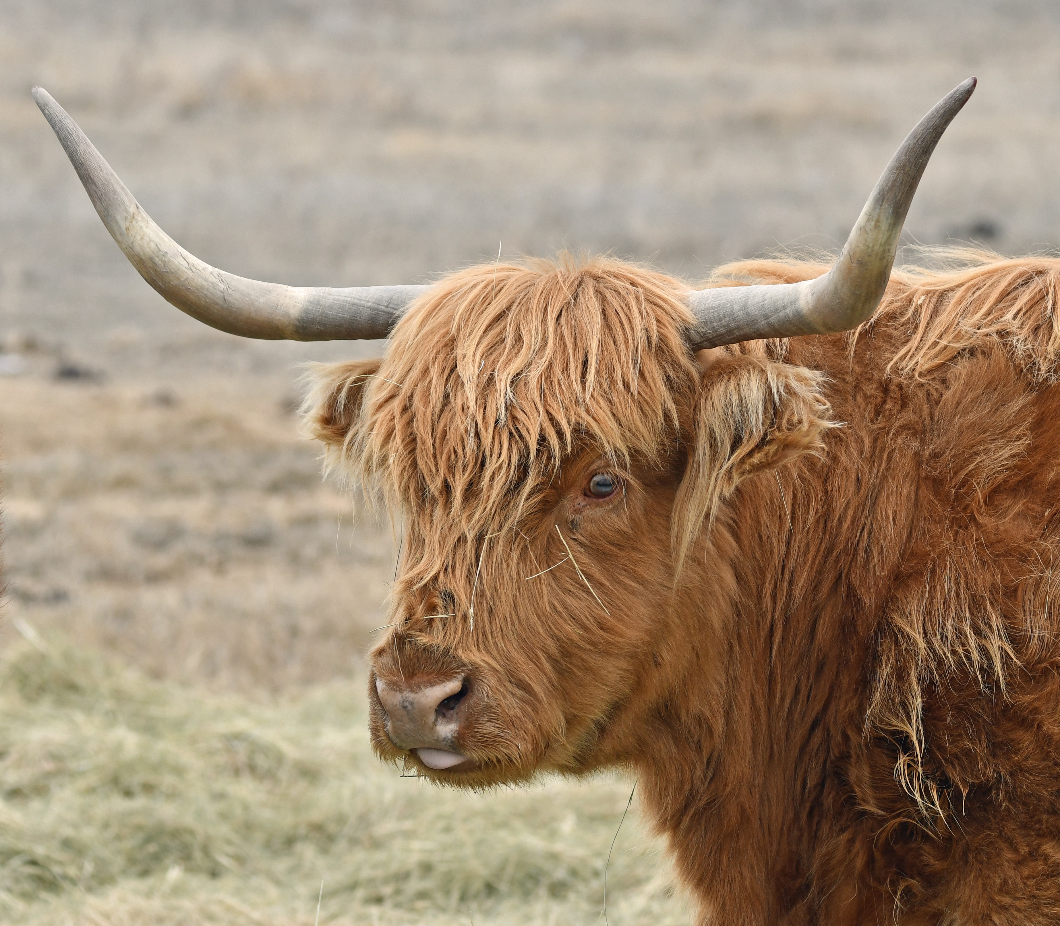 Meet Islay: The Adorable Highland Cow