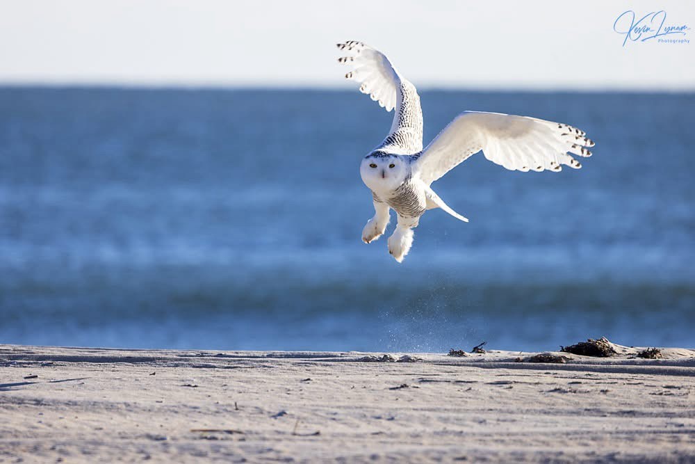Majestic Snowy Owl in All Its Glory