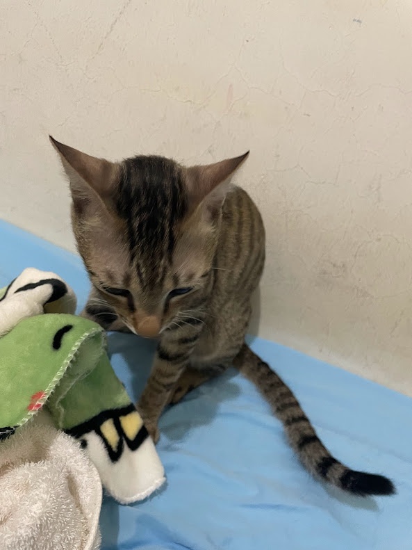 Simply Adorable: The Cat Meme