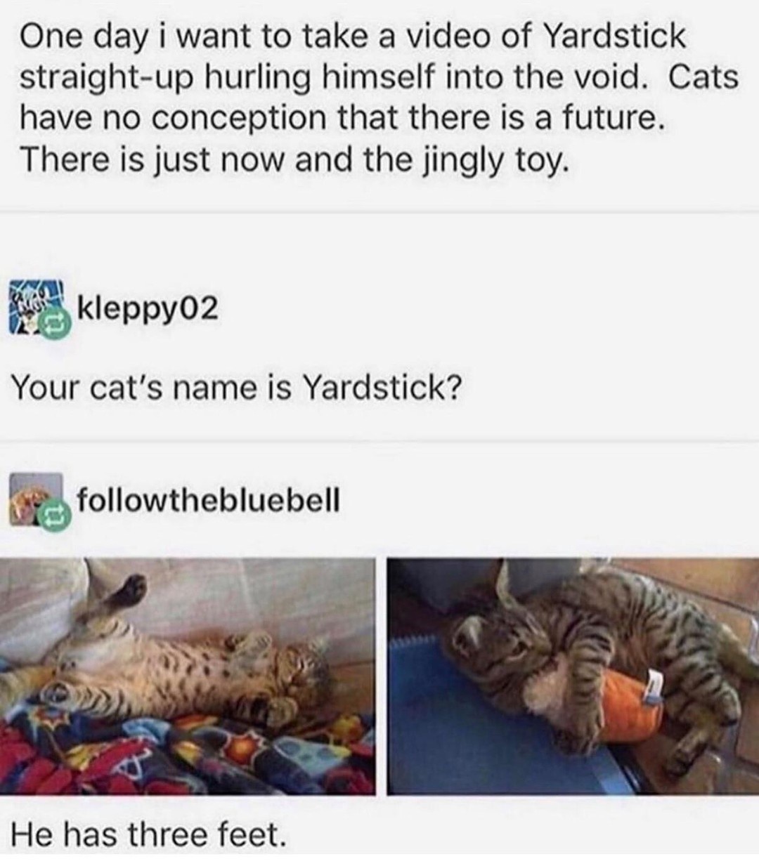 Introducing Yardstick the cat!