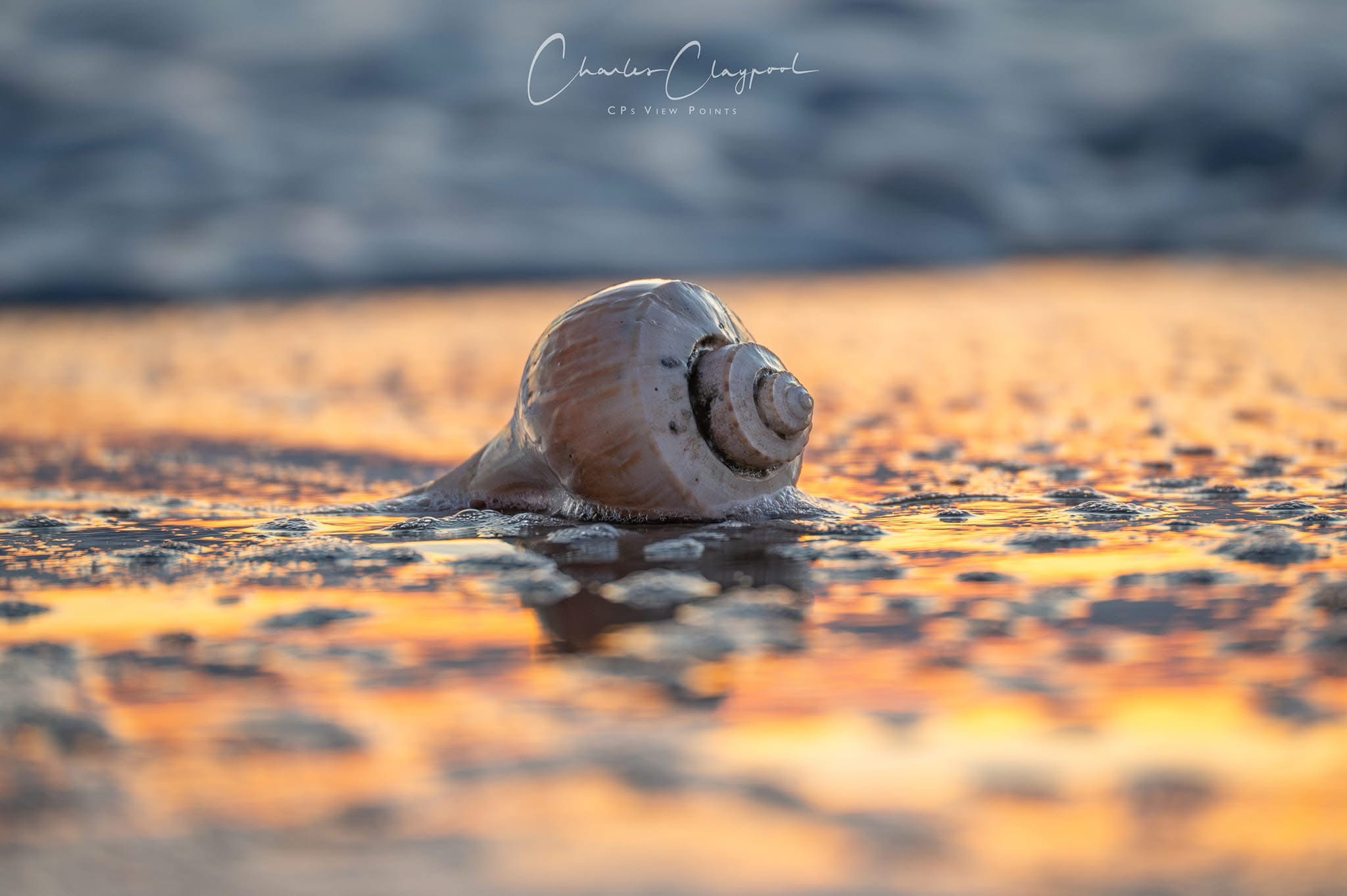 Beautiful Seashell Treasures from the Shore