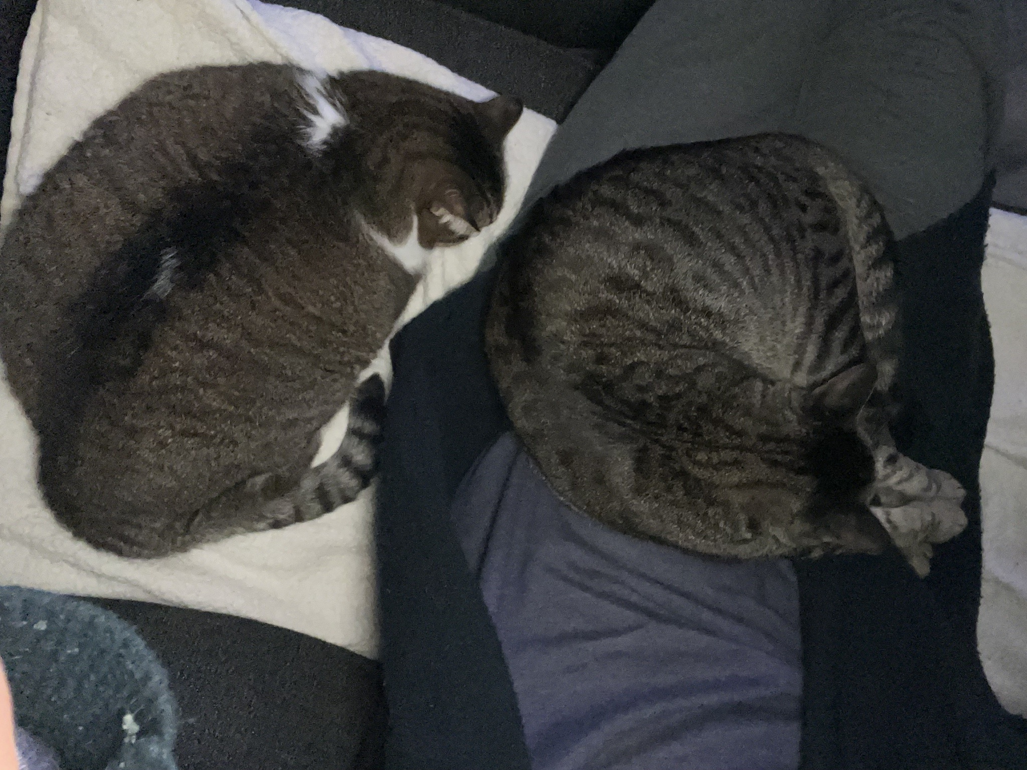 Settled In, Jerry! Let's Get Comfortable