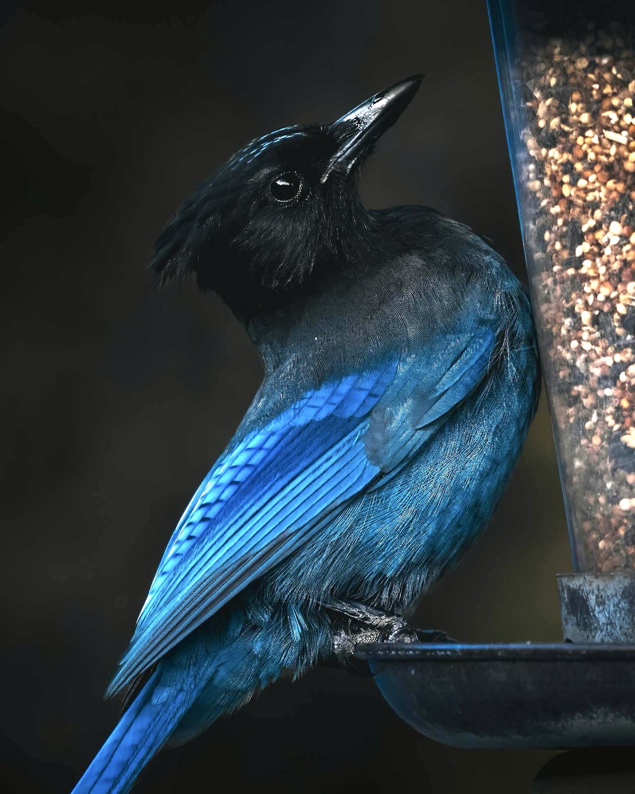 Steller's Jay Enjoying a Snack at the Feeder
