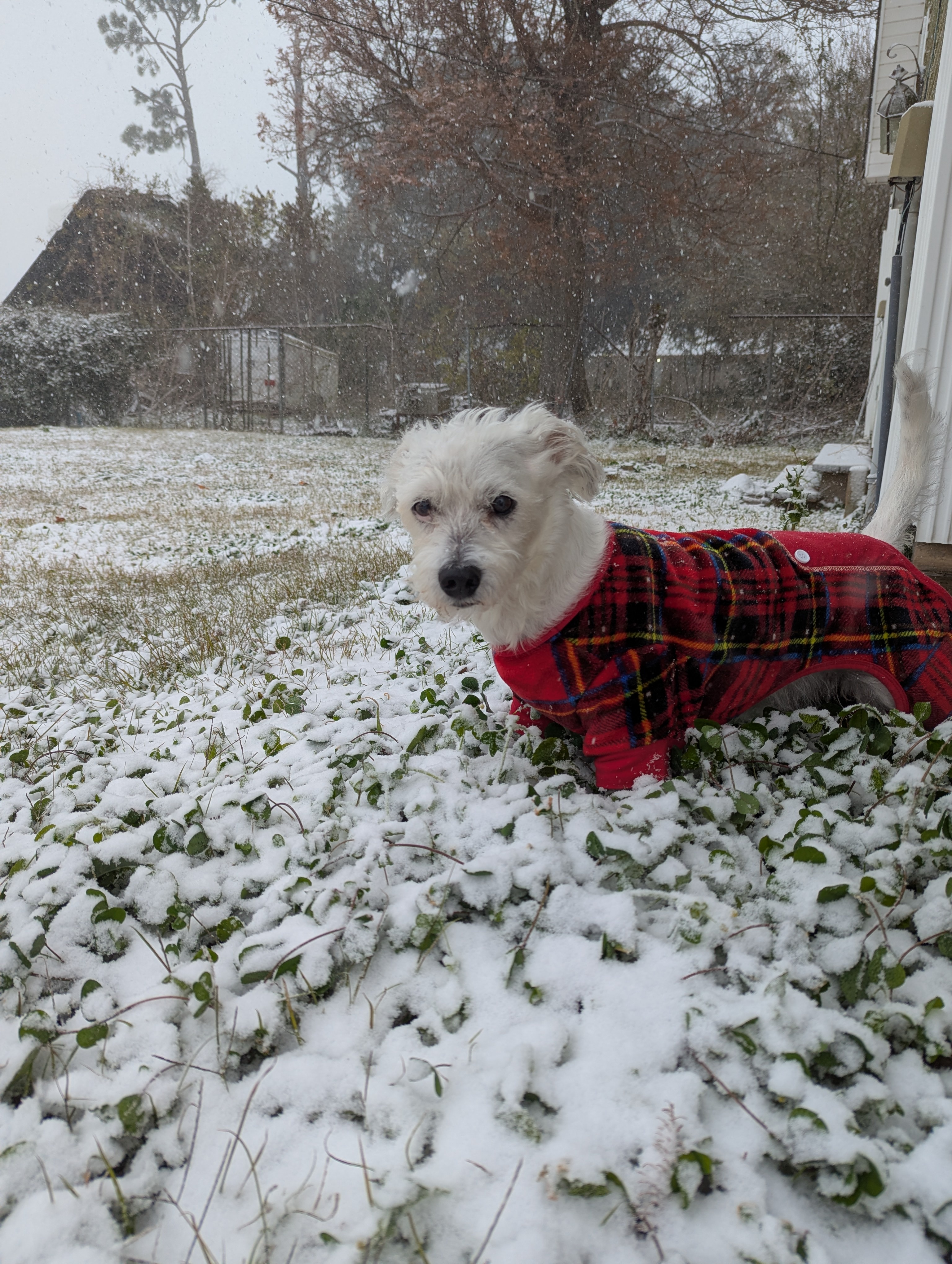 Look Out Everyone, It's Snowing!