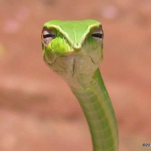 Green Vine Snakes: They Don't Bite, They Just Judge You