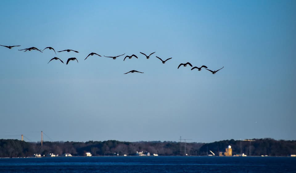 Geese: The Quirky Residents of Our Lakes and Parks