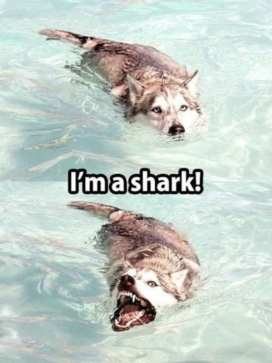 Adorable Canine Shenanigans