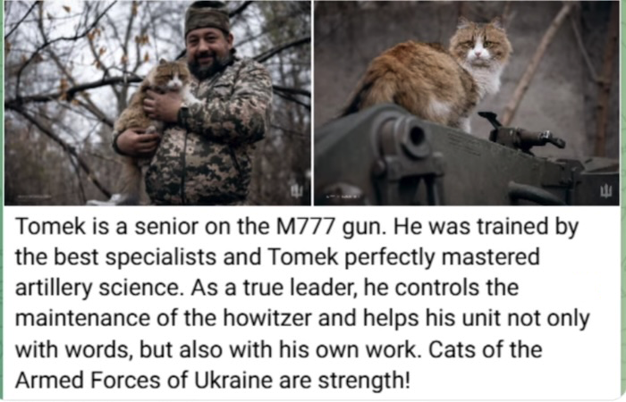 Cats in the Armed Forces of Ukraine: Strength and Courage!