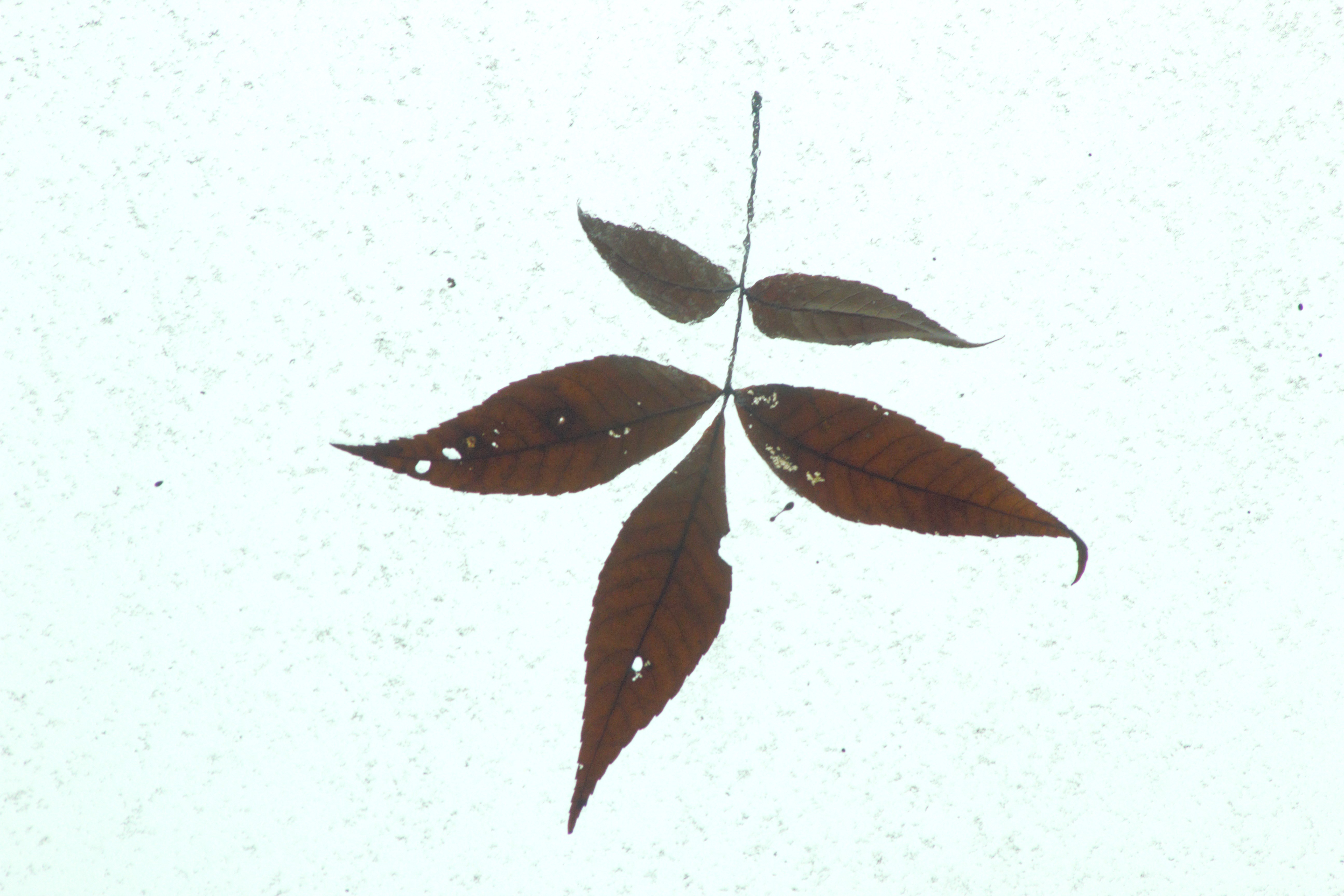 A stunning close-up photo of a leaf