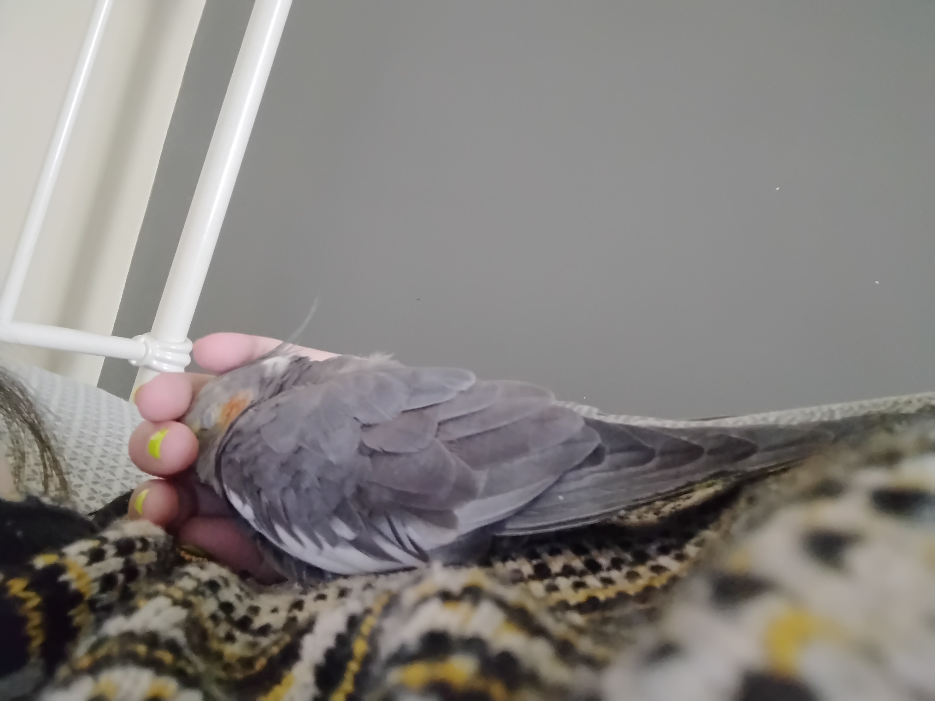 Daily Dose of Birb: Who's Interested?