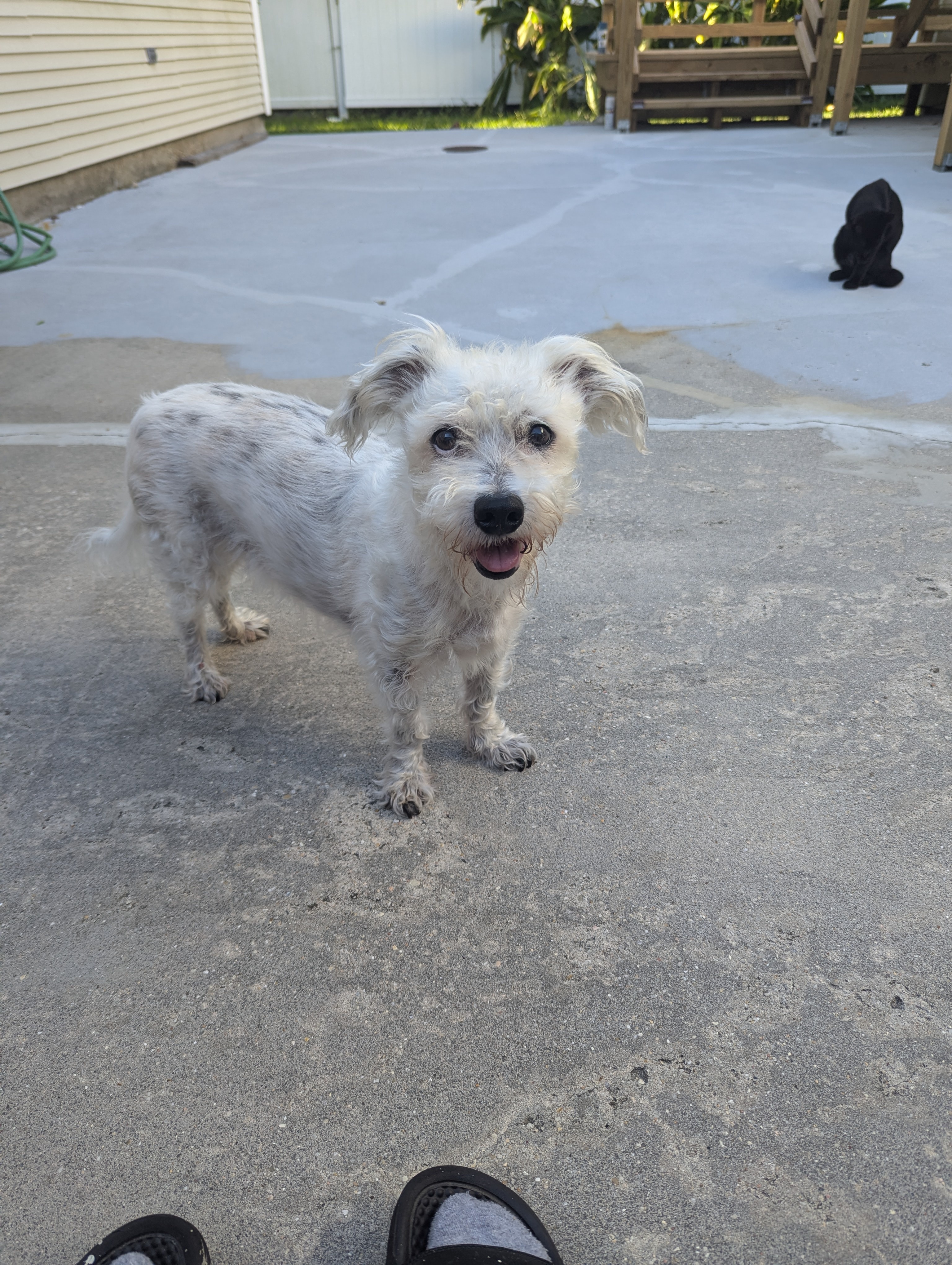 Celebrating National Mutt Day with My Furry Friend!