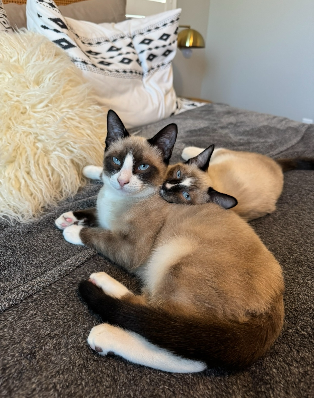 The adorable world of cats