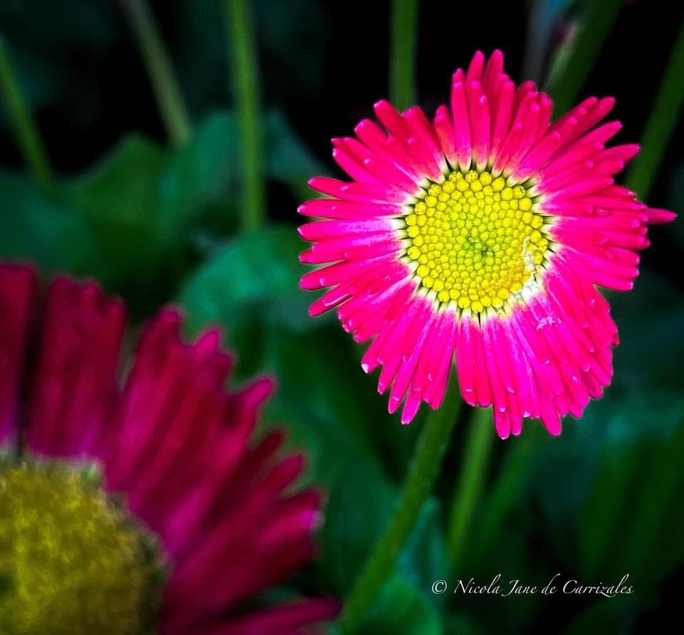 A Gorgeous Flower in Full Bloom