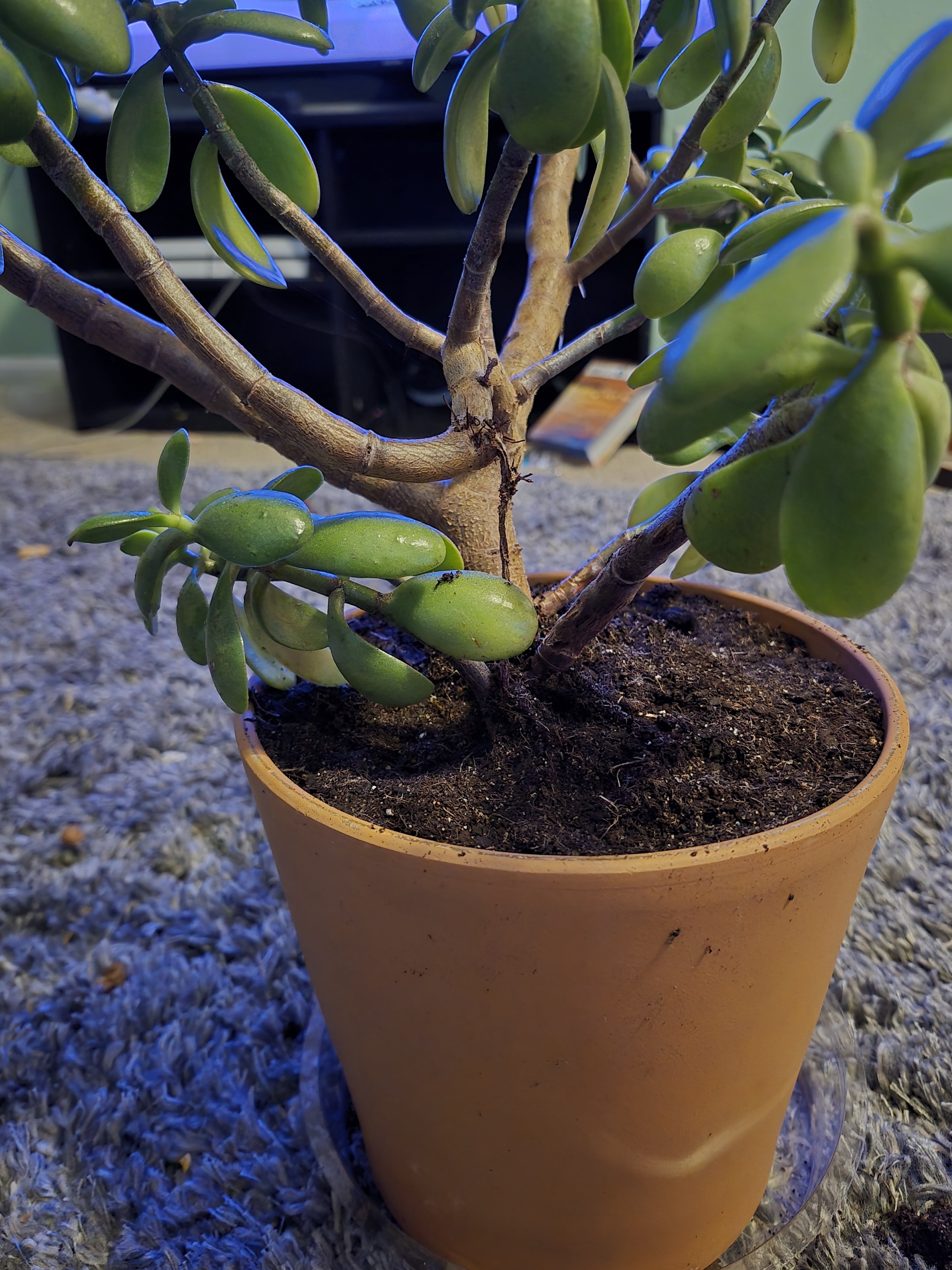 The beautiful Jade Plant