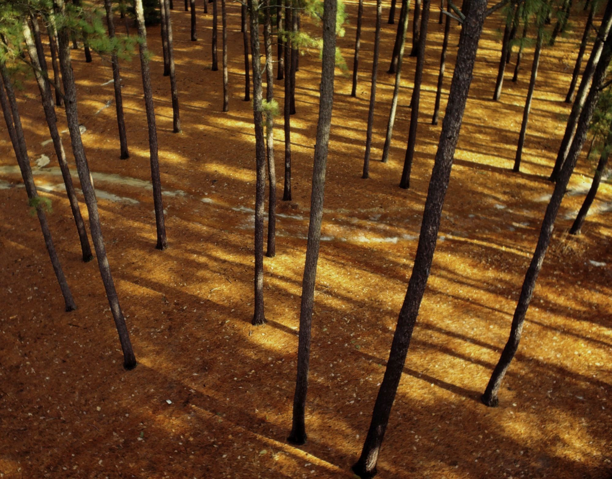 Golden Hour Magic in the Pine Barrens