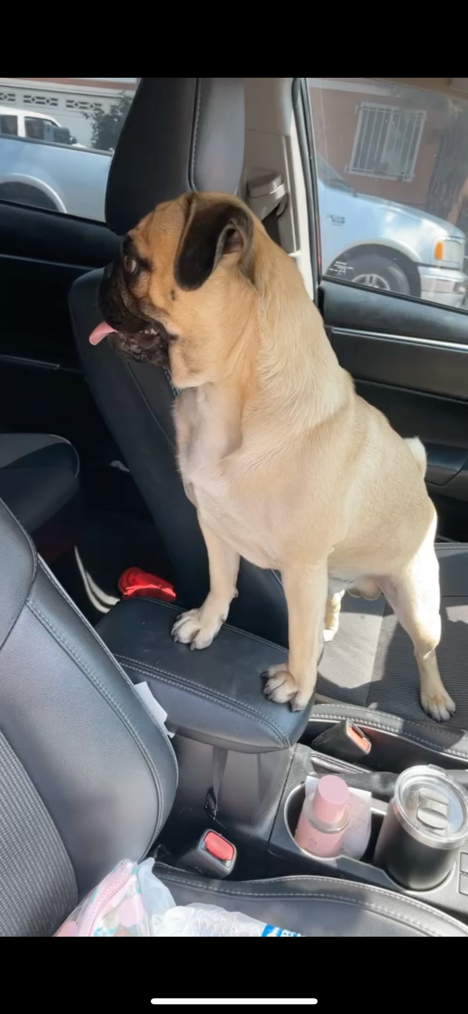 Adorable Pug Pictures to Brighten Your Day