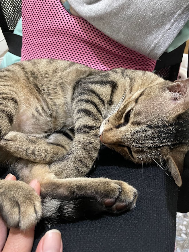 Another cute kitty moment captured!