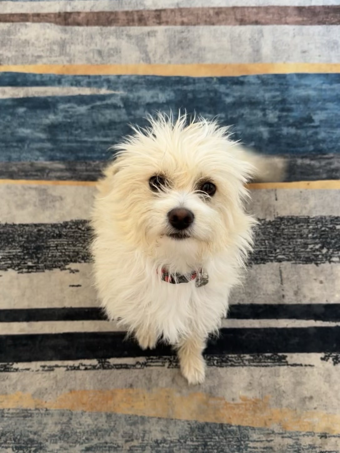 Dog's Mysterious Toe Injury: A 7-Month Saga